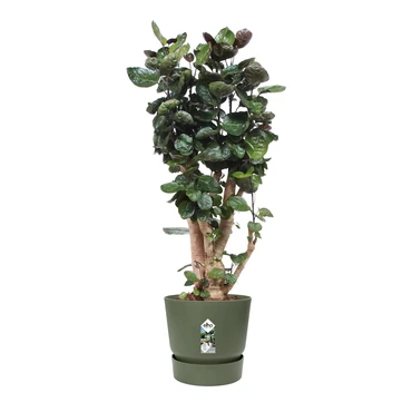 Elho Greenville Pot Blad Groen (Ø 55 cm), Plant, Elho, Tuinmeubels