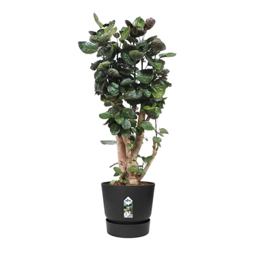 Elho Greenville Pot Living Black (Ø 55 cm), Plant, Elho, Tuinmeubels
